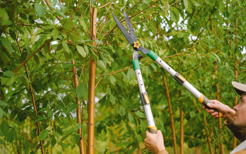 Tree trimming in Mahomet, IL