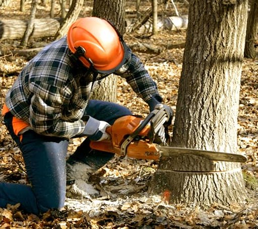 Tree Removal in Mahomet, IL